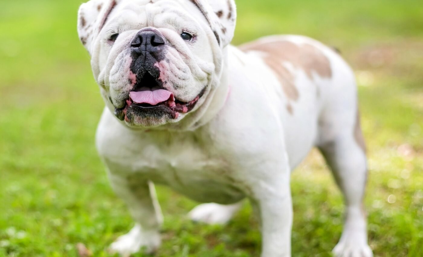 People can read dogs’ emotions from their expressions