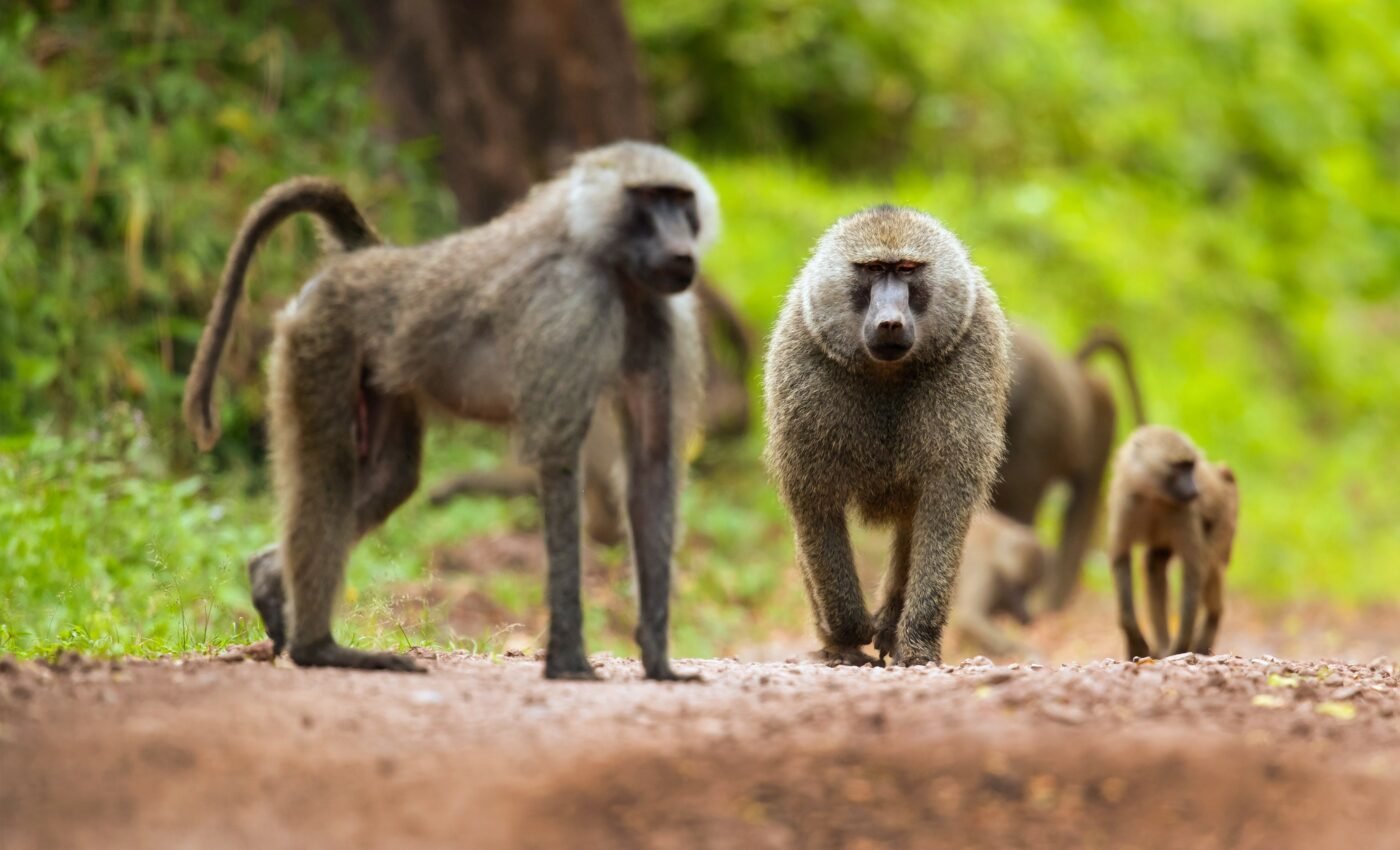 Hybridization among wild baboons comes with hidden costs
