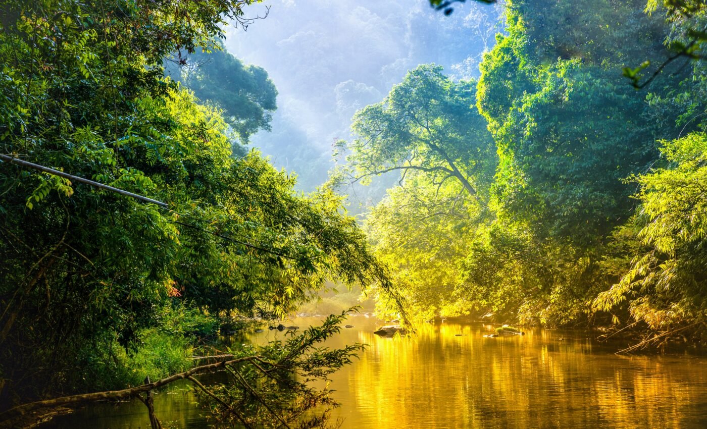 Lack of phosphorus will limit growth of the Amazon rainforest