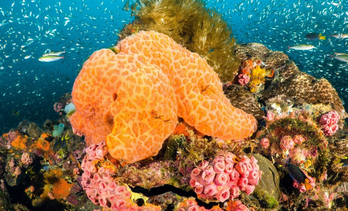 Sponges “sneeze” to get rid of unwanted waste