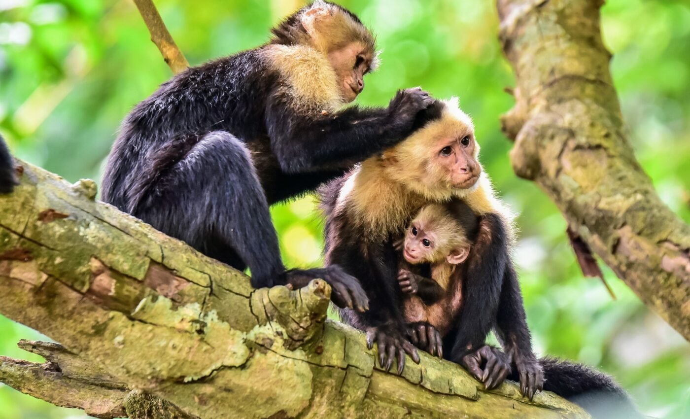 Female monkeys with strong friendships survive longer