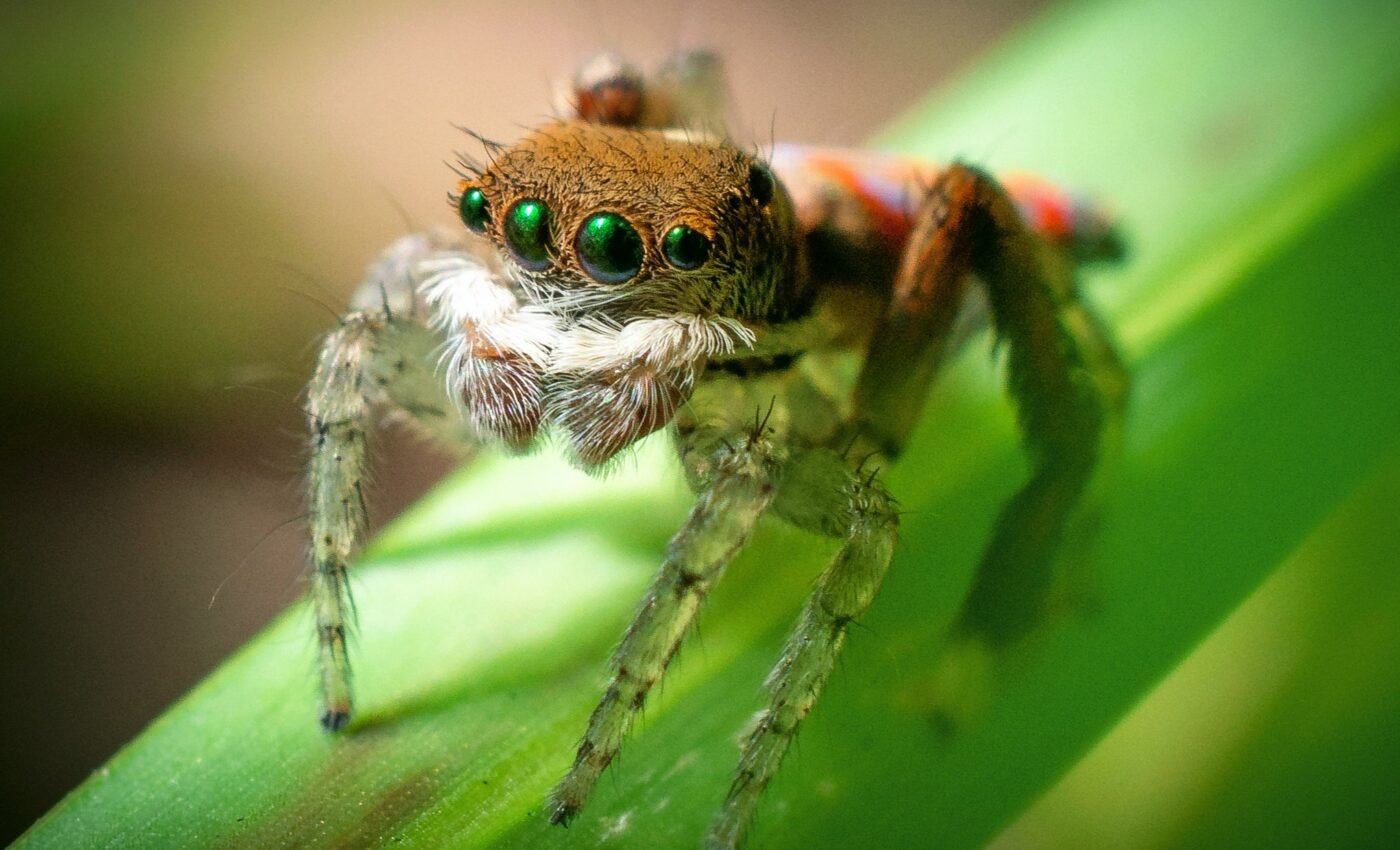 Jumping spiders may experience REM sleep