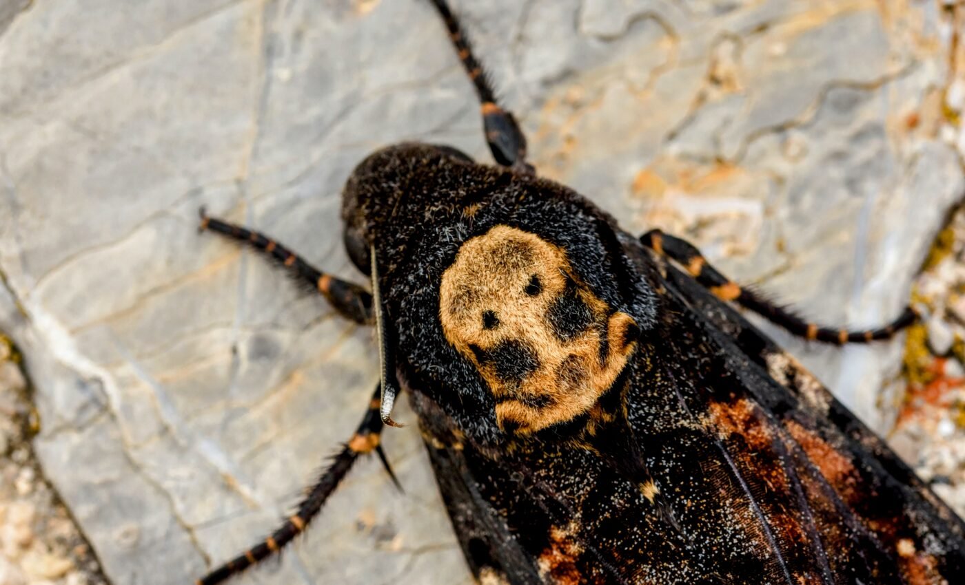 How death’s-head hawkmoths navigate the Alps at night