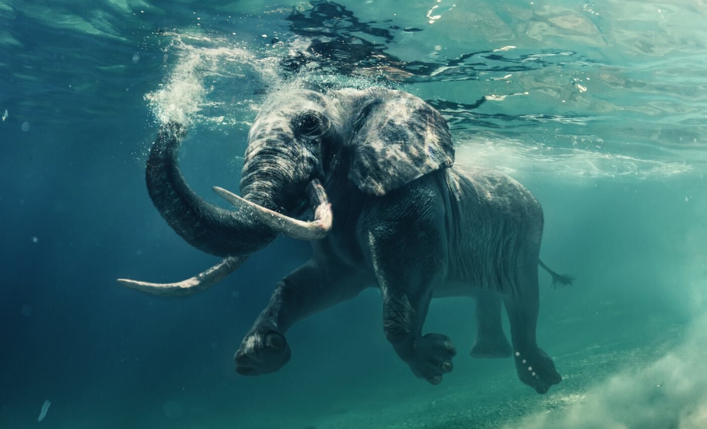 Elephant tweets often misrepresent conservation issues