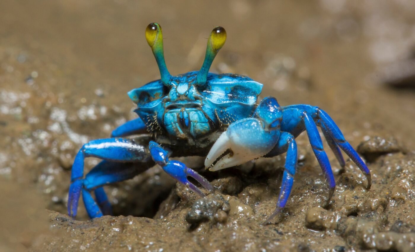 Burrowing crabs bring beneficial bacteria to mangrove forests
