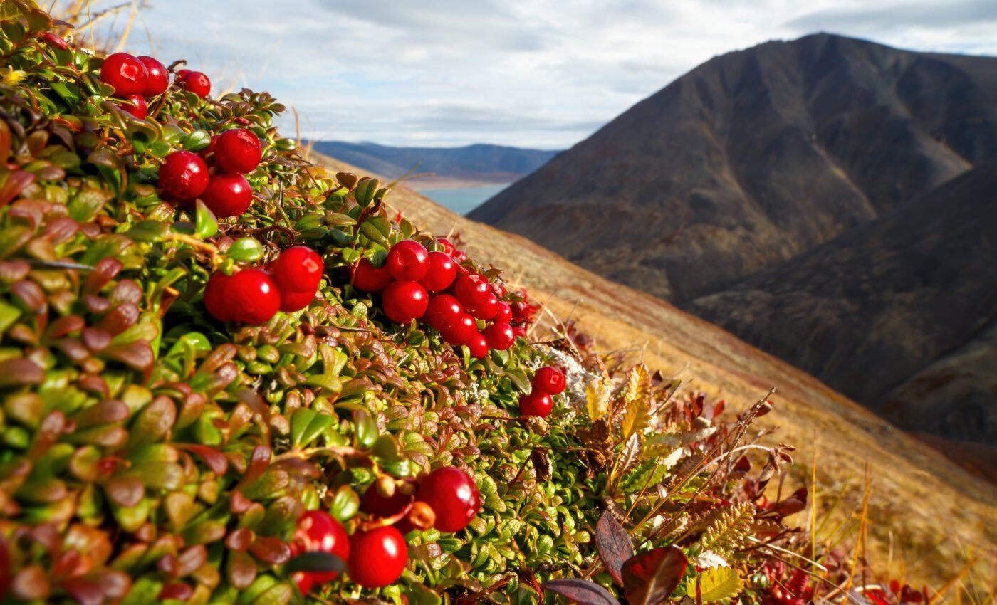 Thawing Arctic hillsides are contributing to climate change