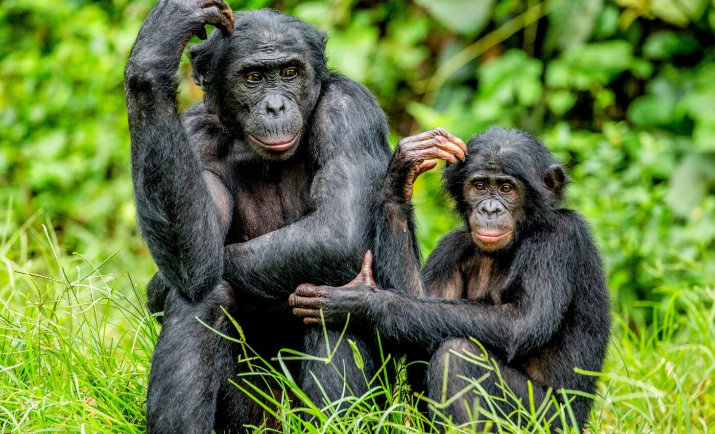 Primates have greater diversity on Indigenous lands