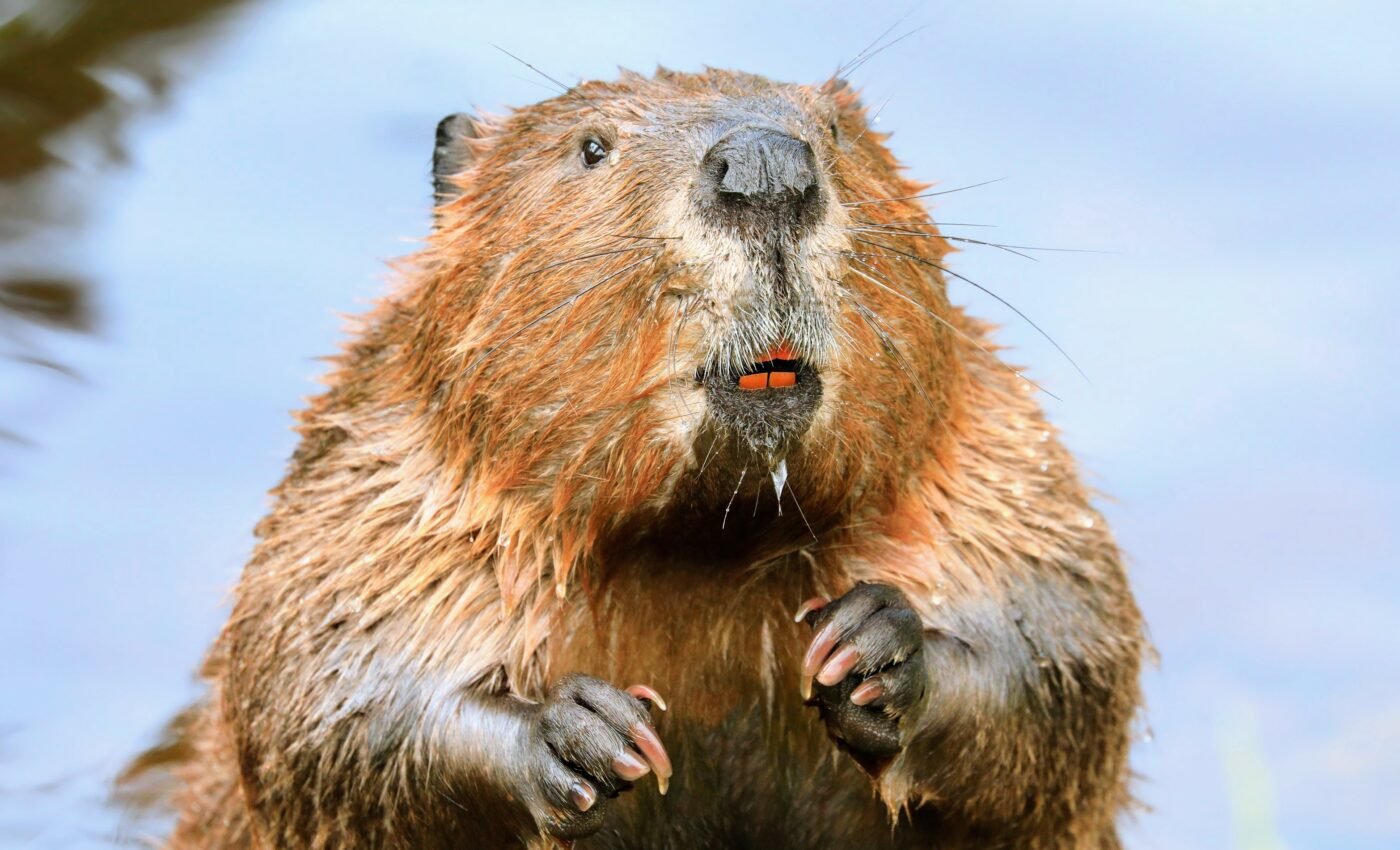 Beavers are key allies in the fight against droughts