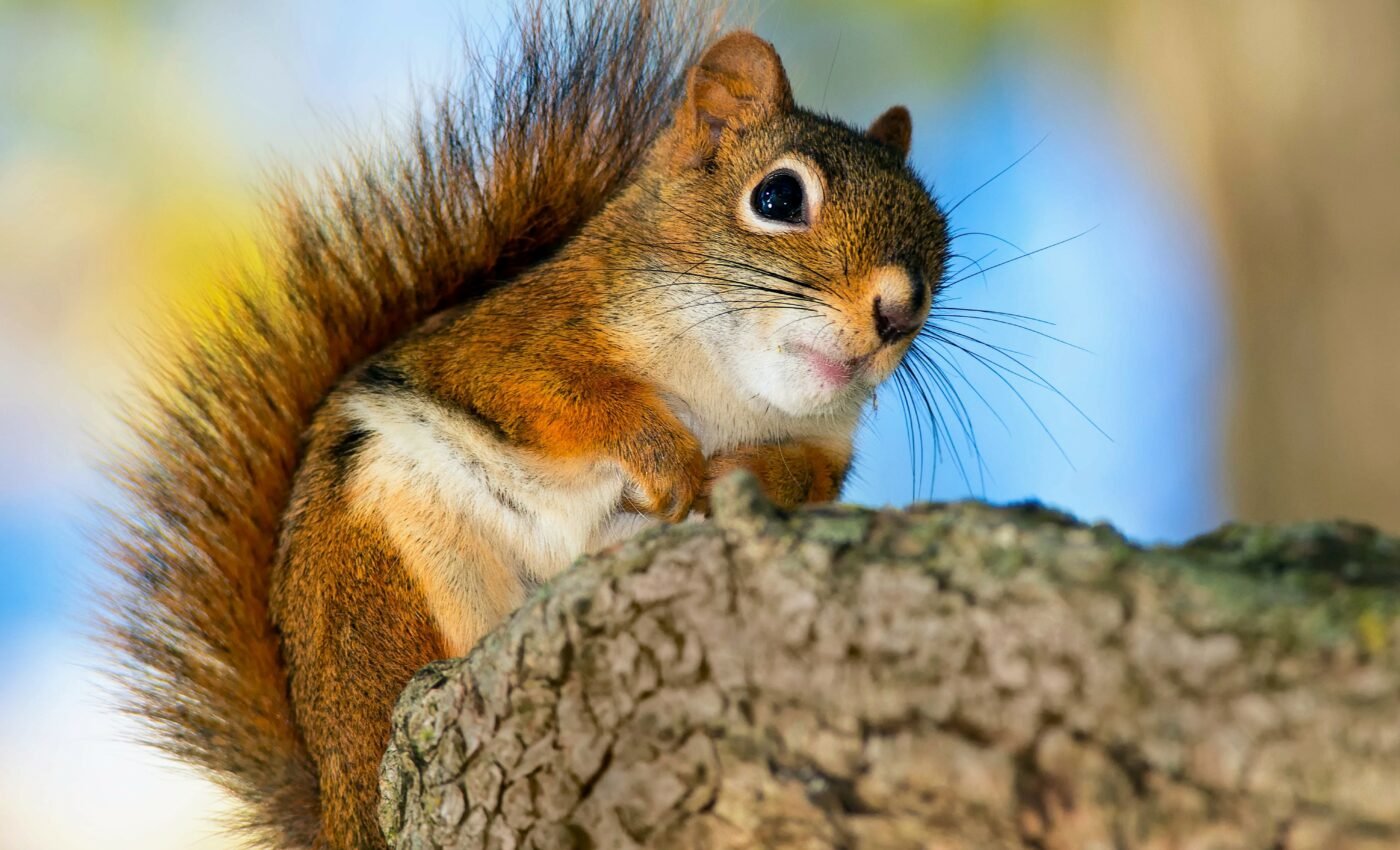 Small mammals of the Anthropocene are deeply altered