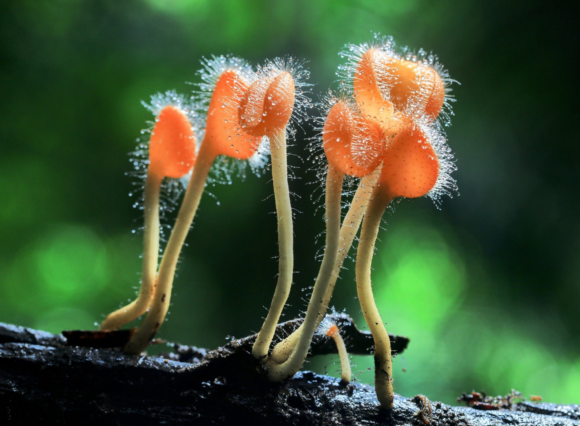 Fungal variety shaped by evolutionary bursts in complexity