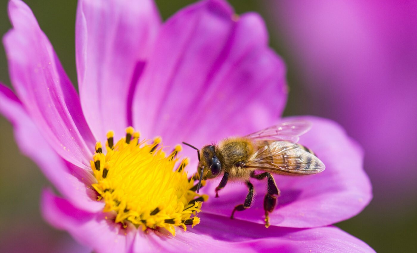 Neonicotinoids kill bees and threaten hundreds of species