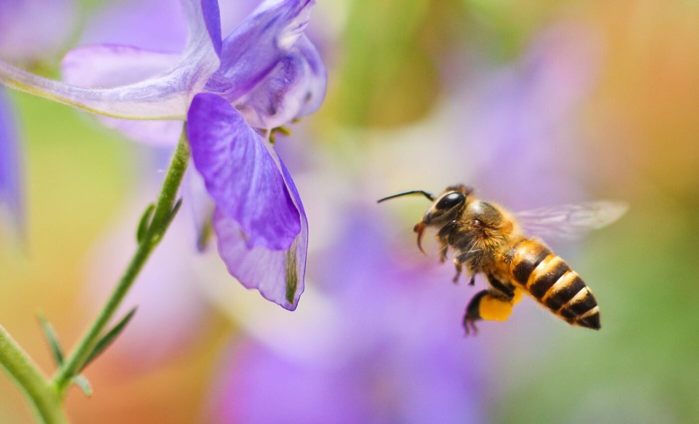 Honey bees cannot fly straight after ingesting pesticides