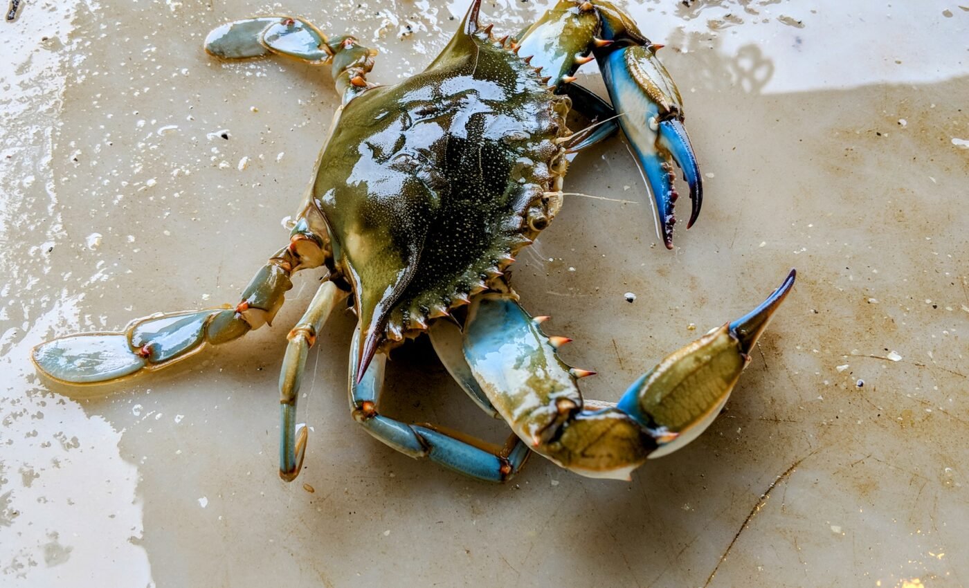 Aquatic blue crabs ambush their prey on land