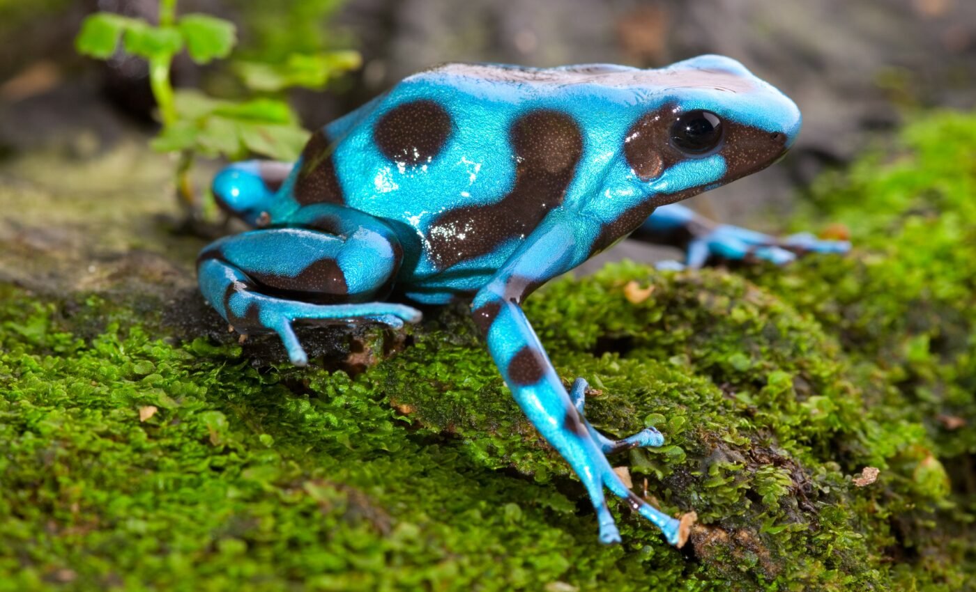 Conspicuous frogs have big brains to evade predators