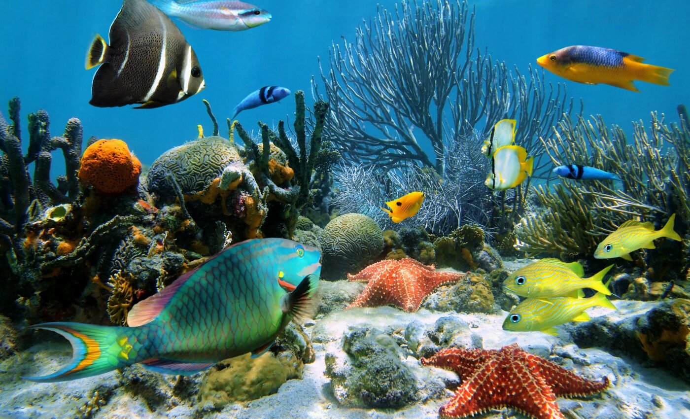 "Sleeping giant" could choke out oxygen on the ocean floor
