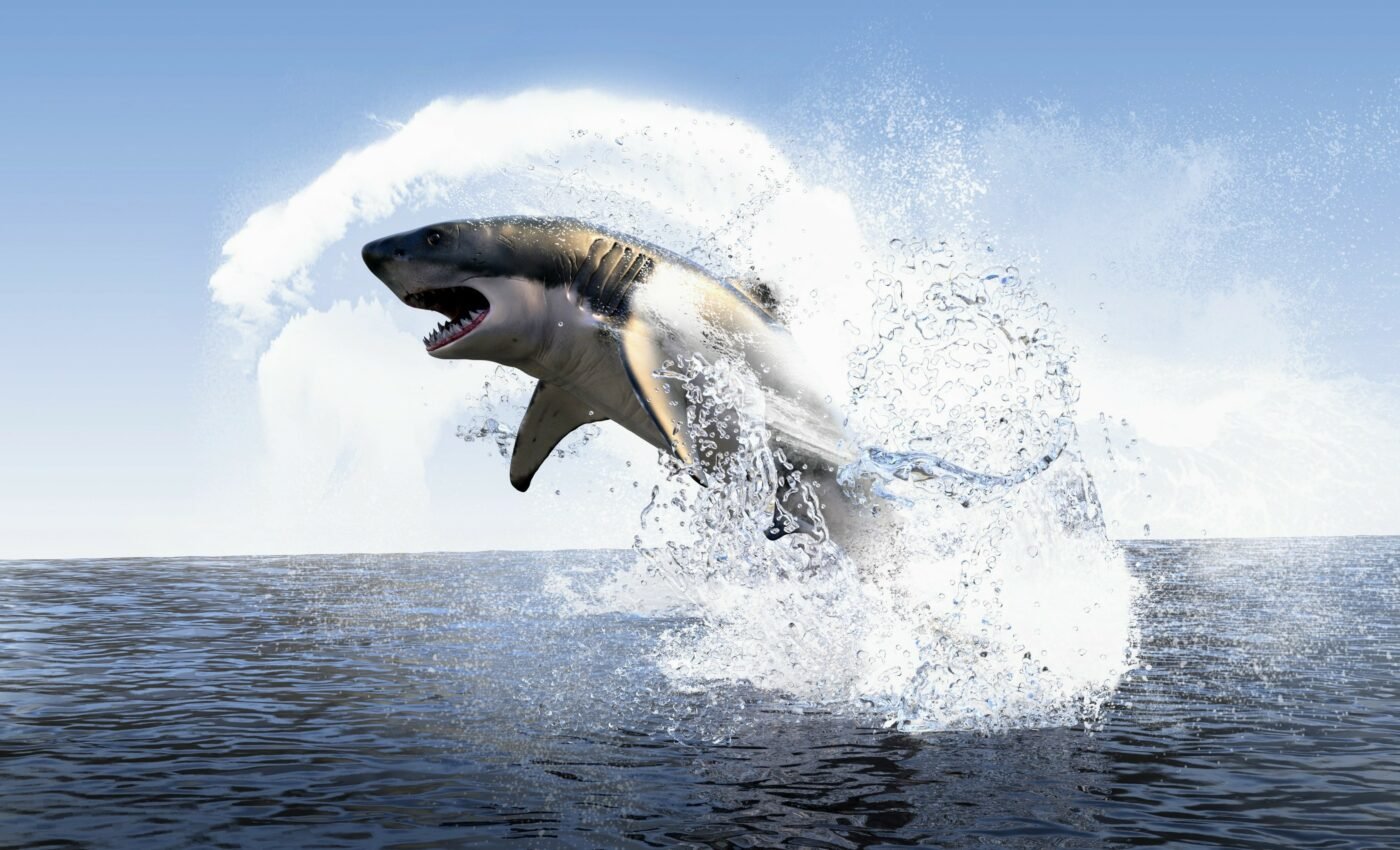 Megalodon devoured huge prey up to eight meters long