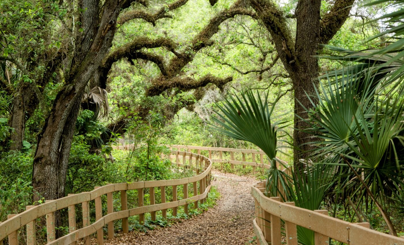 At least 1 in 9 native trees in the U.S. are threatened