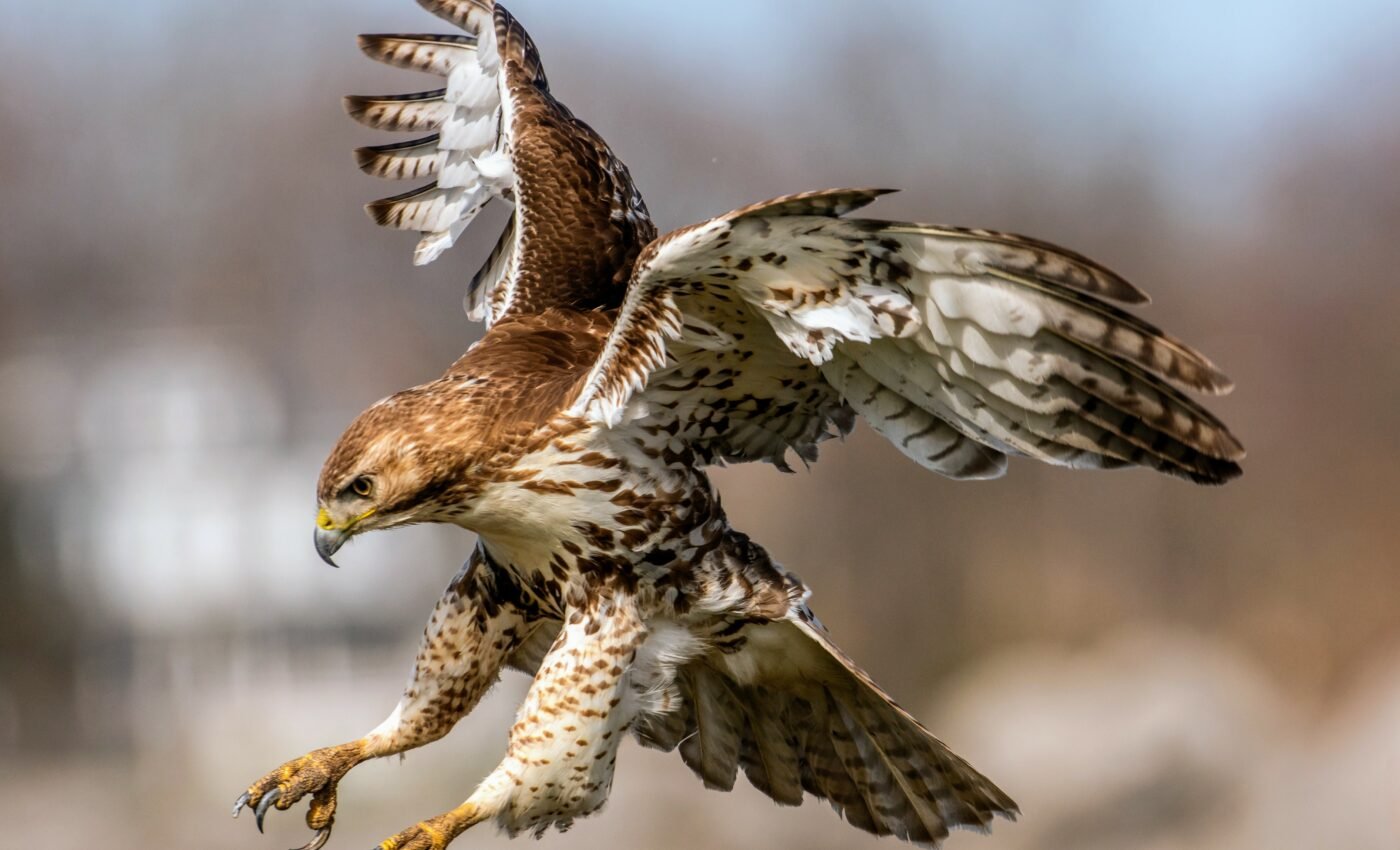 How do hawks target prey inside chaotic swarms?