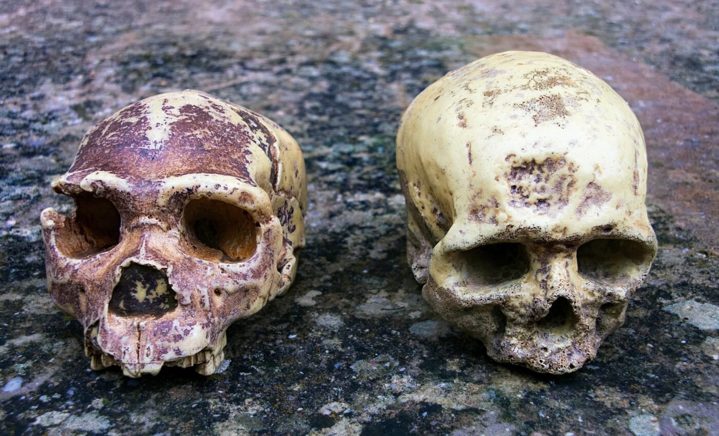 Ancient skulls shed light on human interbreeding