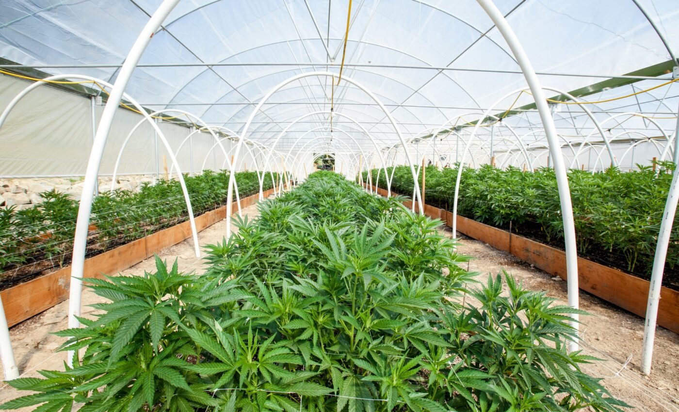Cannabis use is up by 20 percent in states where it's legal