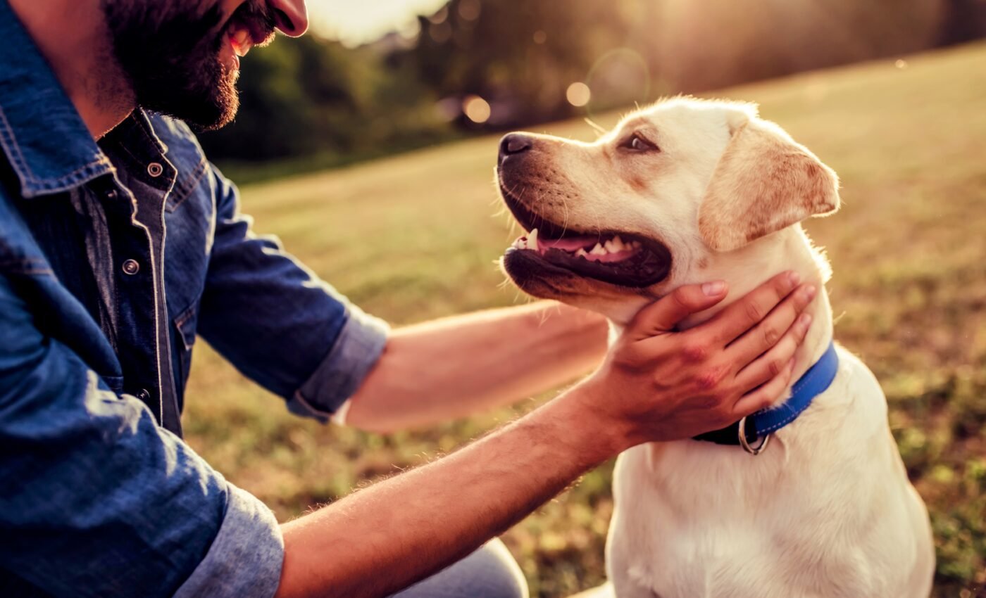 National Dog Day: All dogs should live a safe, happy life