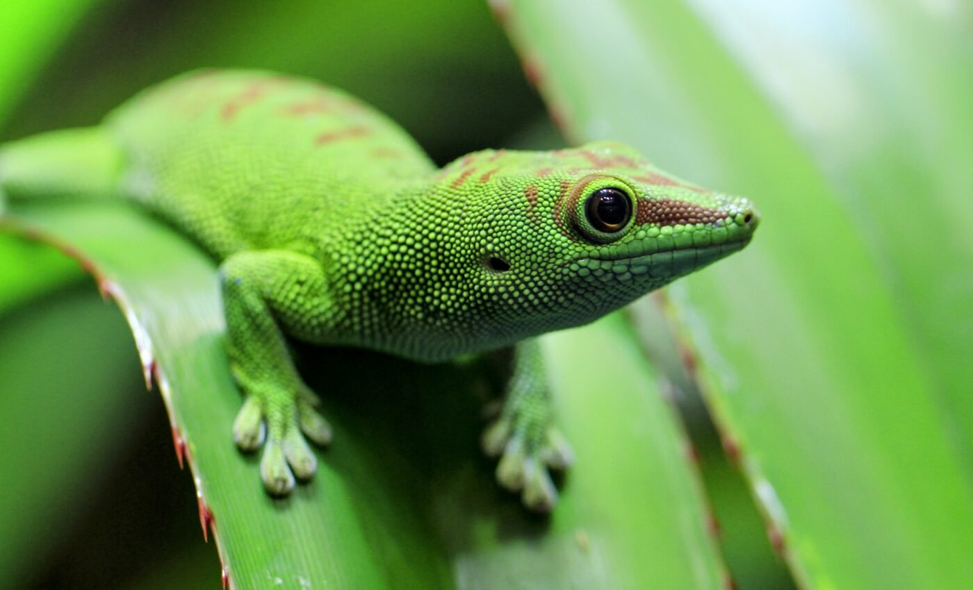 Eight new species of gecko discovered in Madagascar