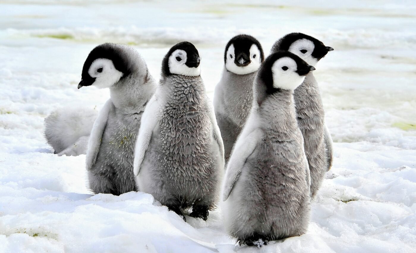 Young emperor penguins need better protection