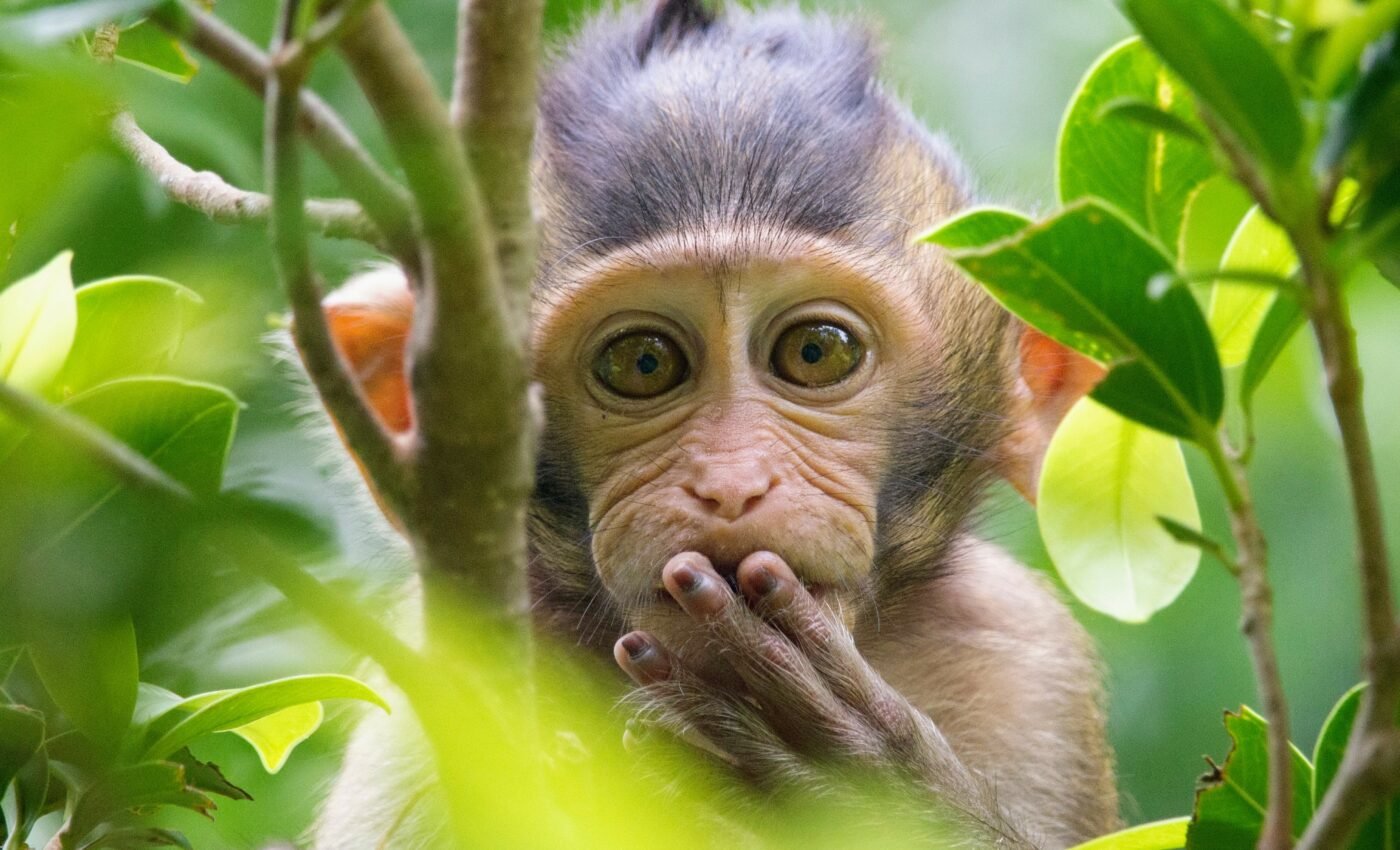 Predicting disease transmission between wildlife and humans
