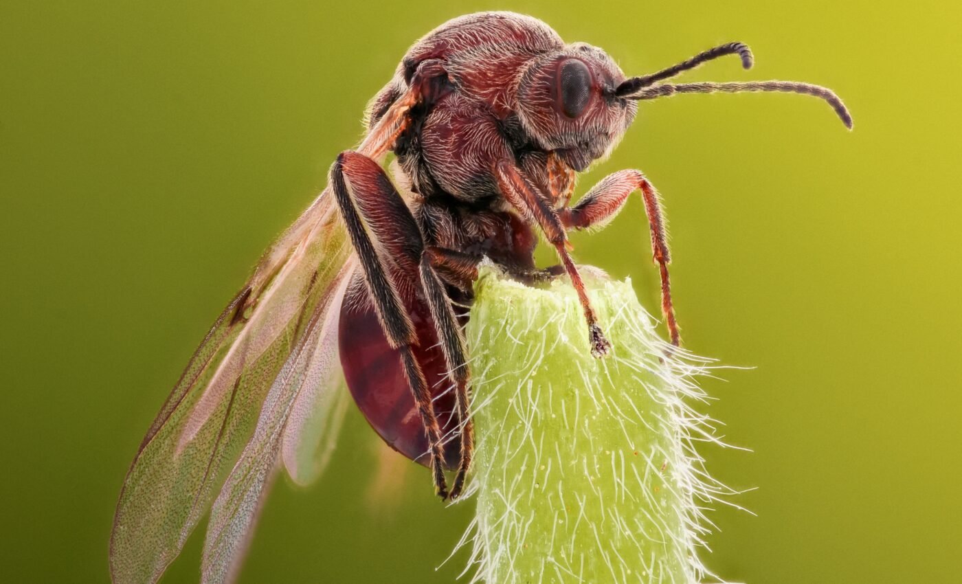 Ant queens have a secret weapon to slow down aging