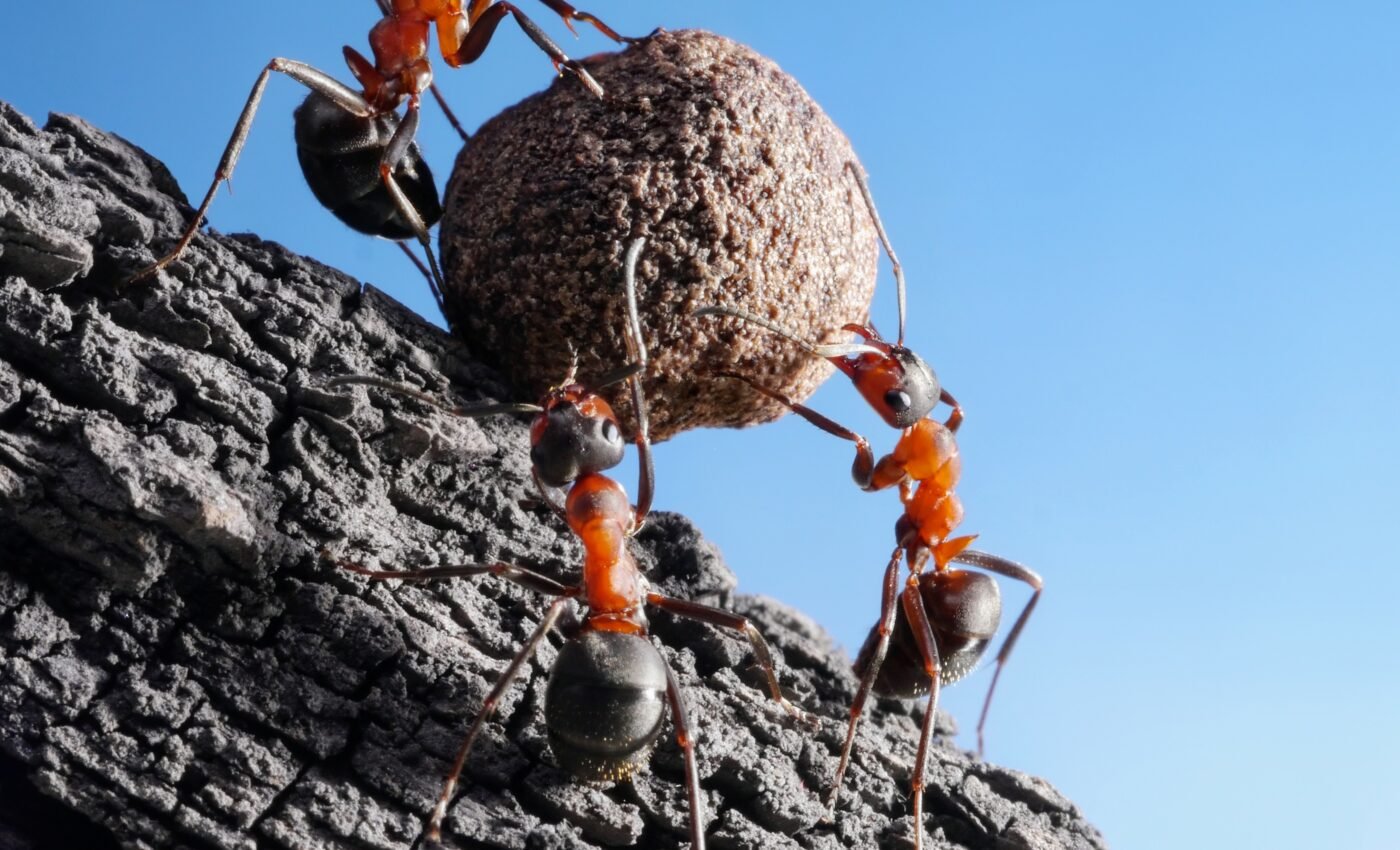 New ant species discovered in ancient amber
