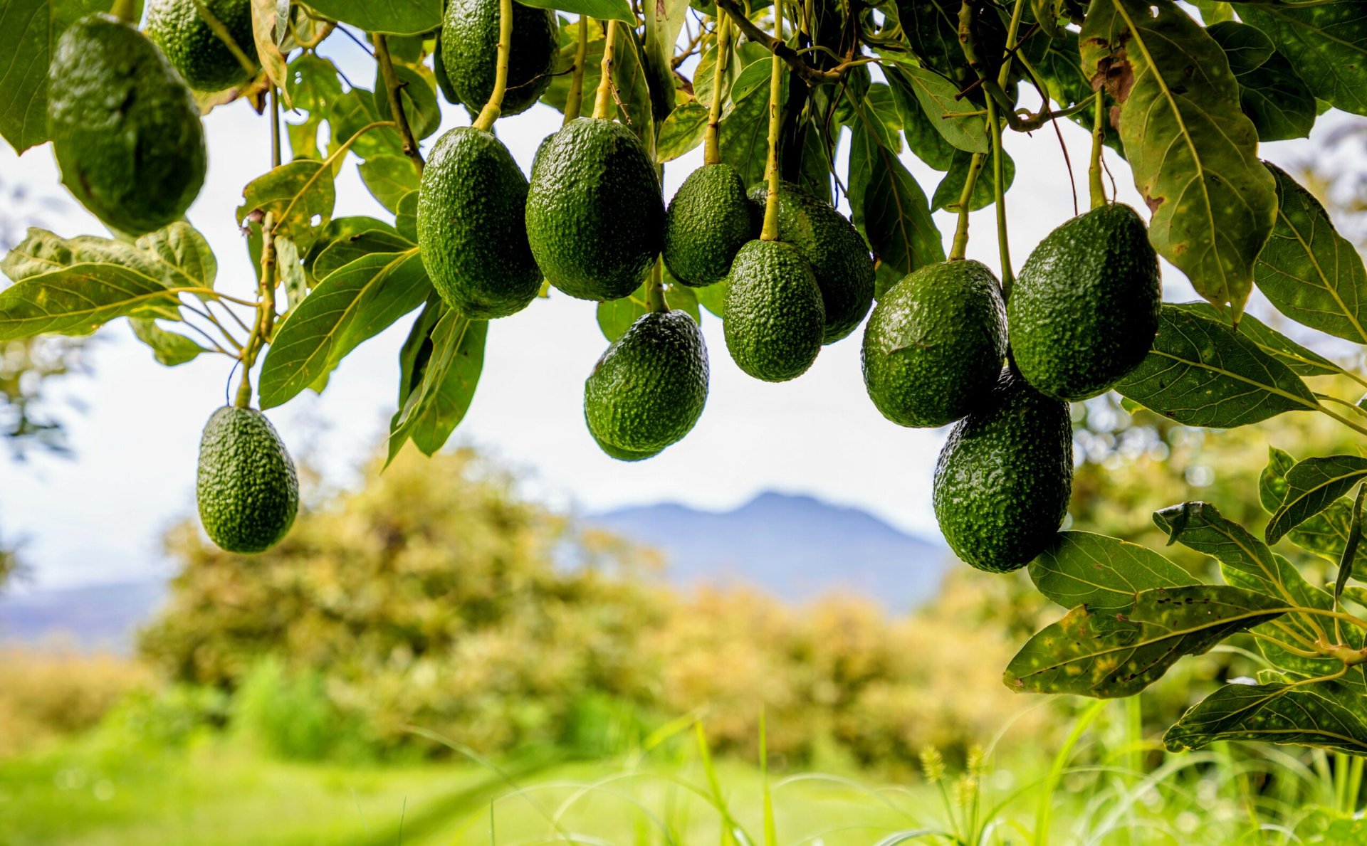 Weevil pheromones could save California’s avocado orchards