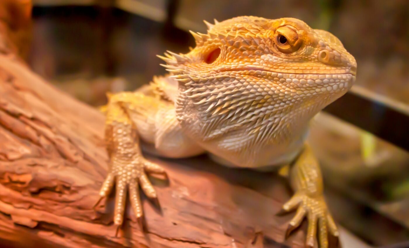 Differences in the mammalian and reptilian brain revealed