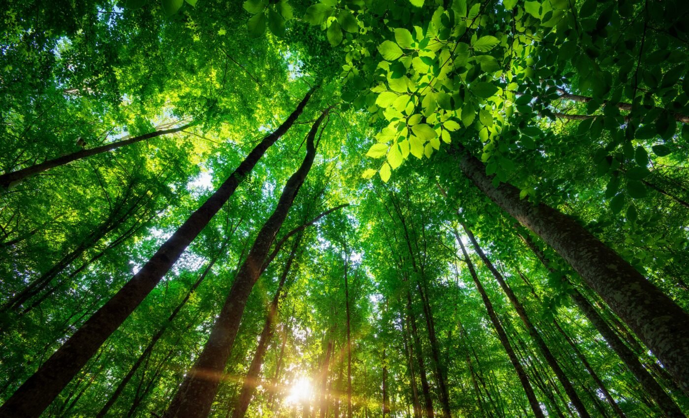 Archeoecology will examine the history of humans and nature