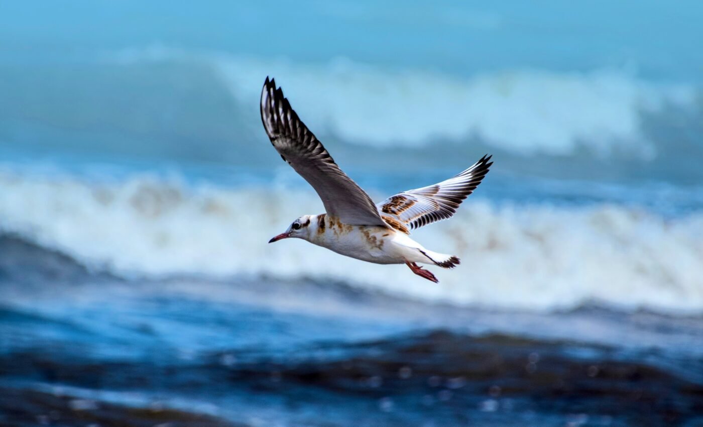 Bird flight inspires the design of future aircraft