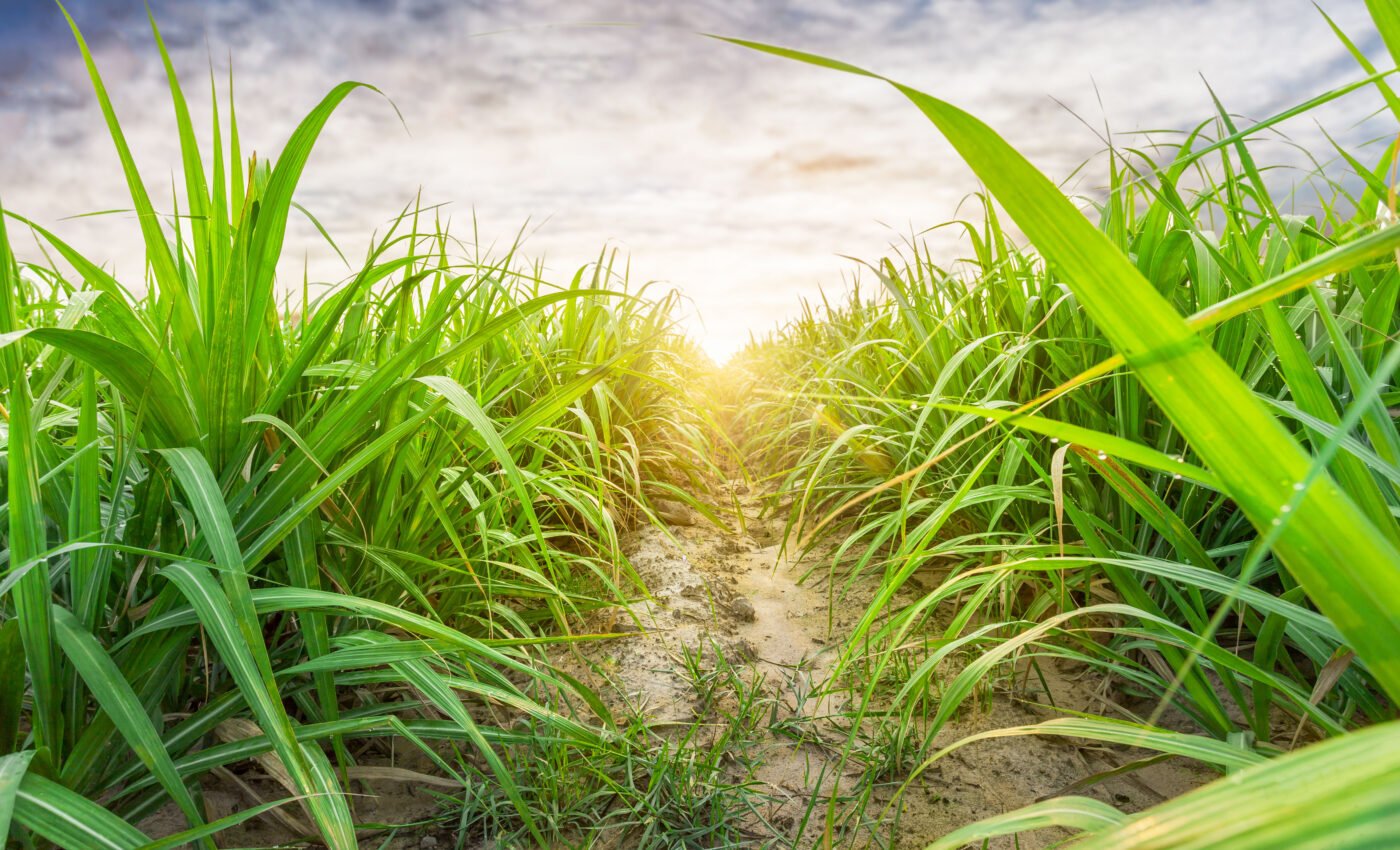 Bioenergy can slow climate change - but the window is closing