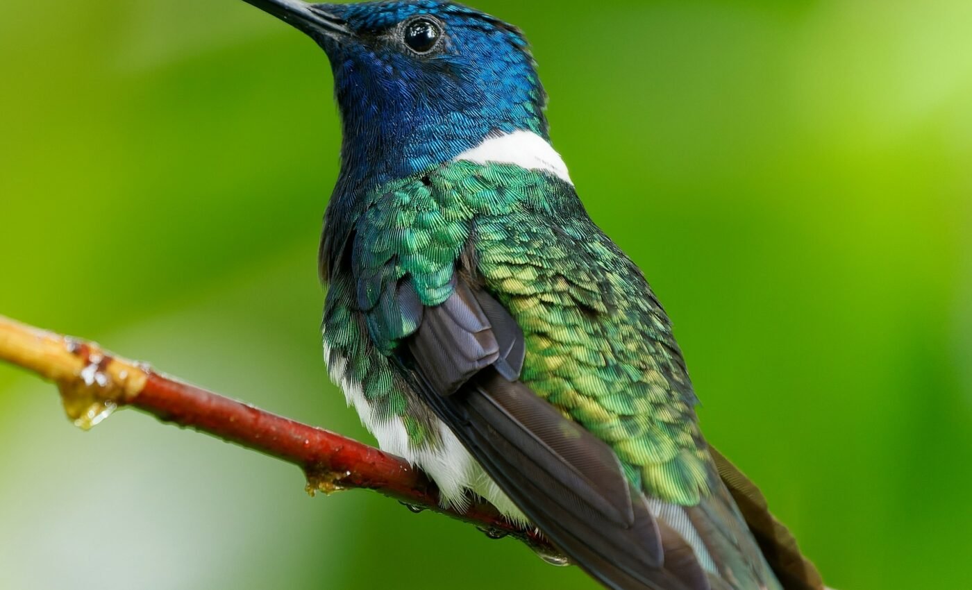 Female hummingbirds mimic males to avoid violence