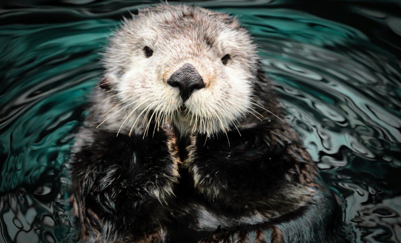 Gigantic prehistoric otter discovered in Ethiopia