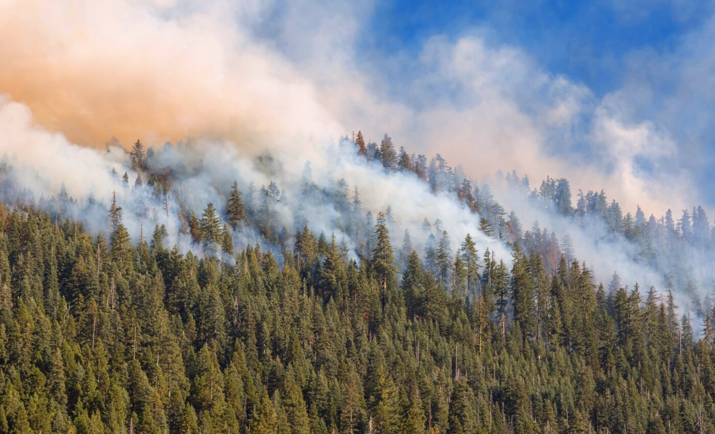 Asteroid that killed the dinosaurs ignited massive wildfires