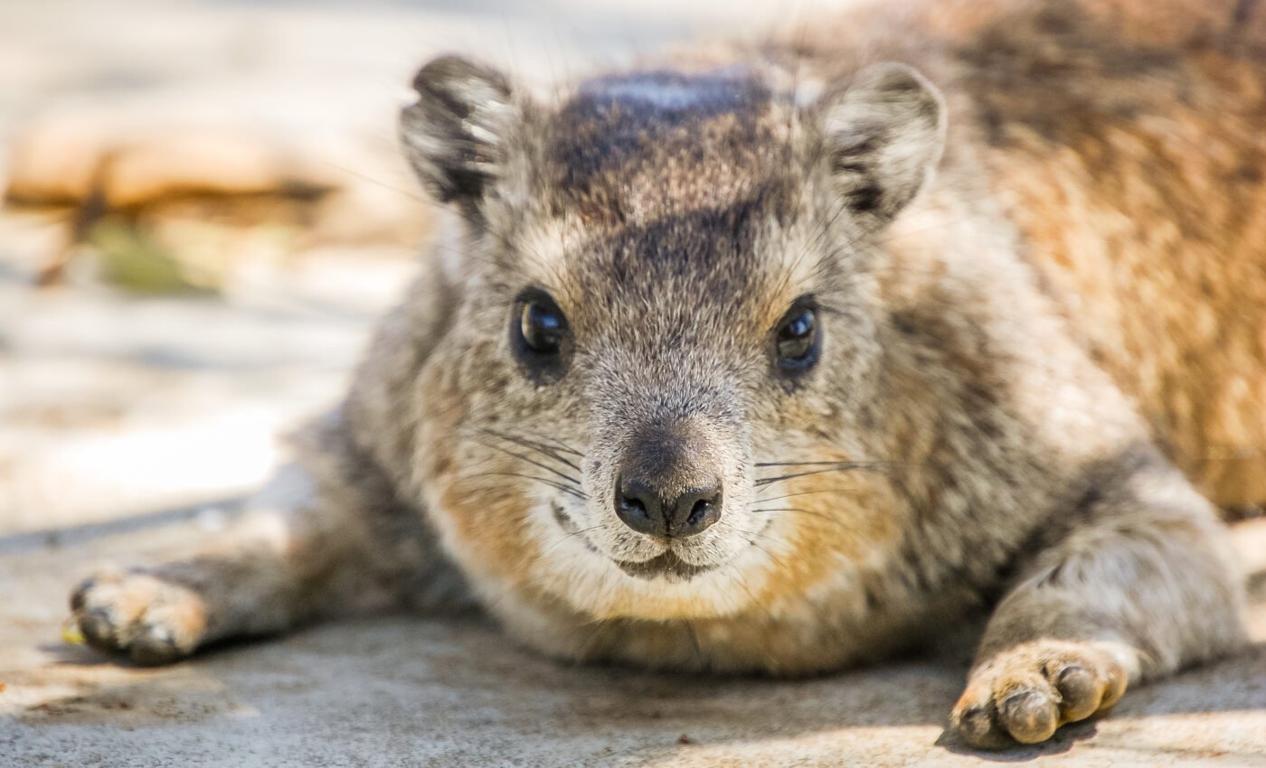 Rhythm linked to reproductive success in male rock hyraxes