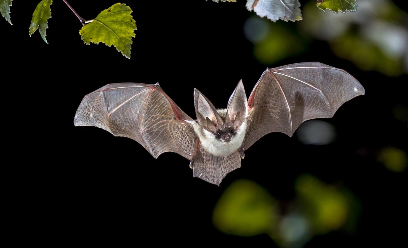 Bats’ diets offer clues on how to protect them