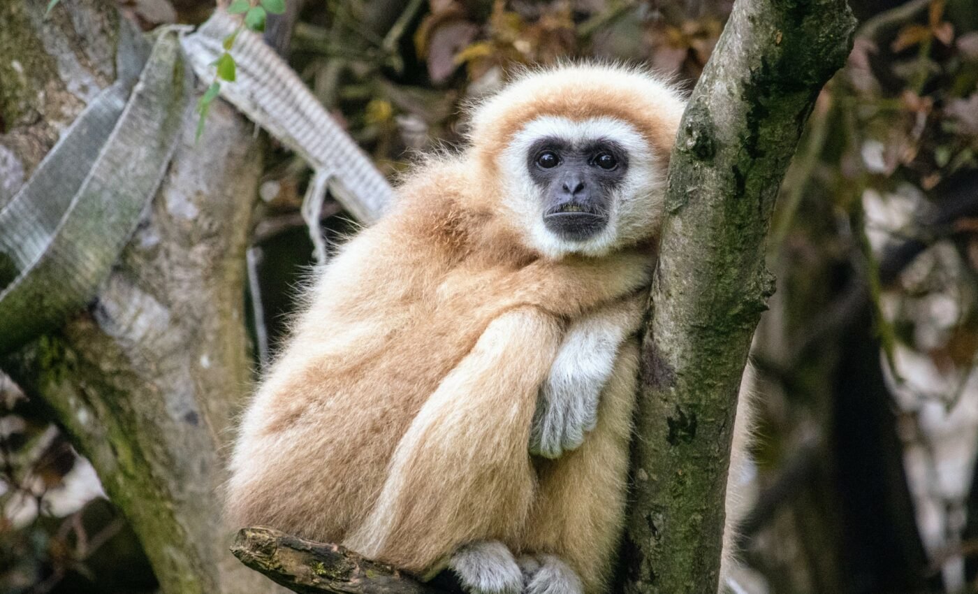Earliest gibbon fossil discovered in China