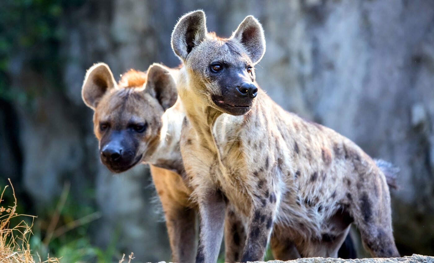 Spotted hyenas recognize each other from their distinctive whoops