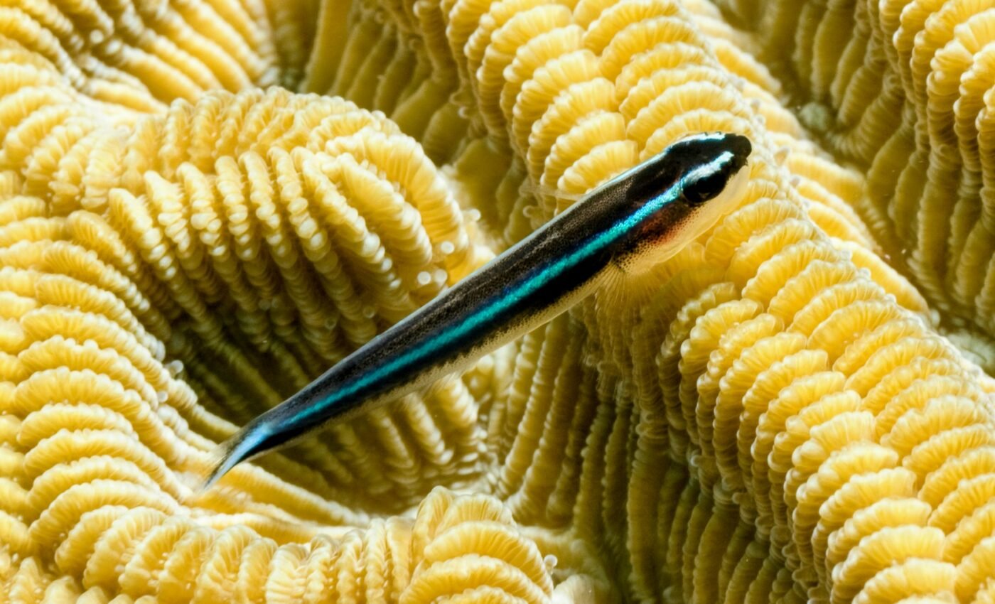 Neon gobies decide when to hatch their embryos