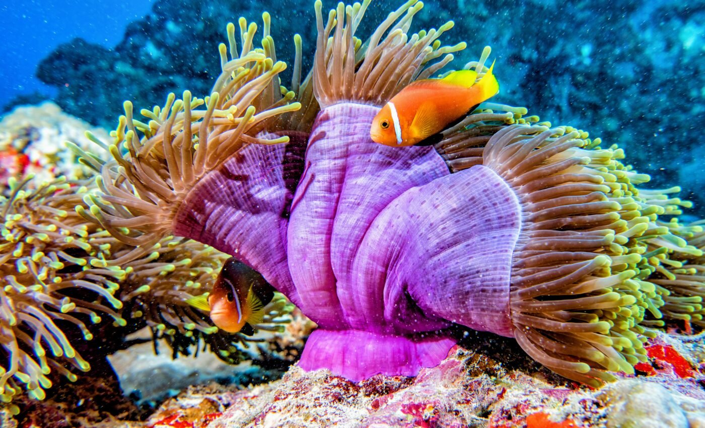 Sea anemones "exercise" to build their bodies