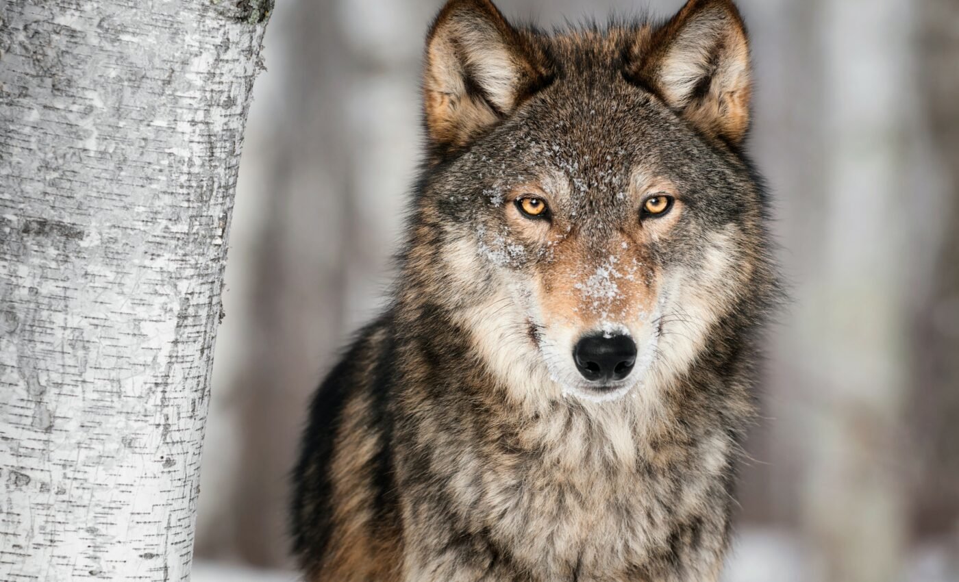 Wolves can show attachment toward humans