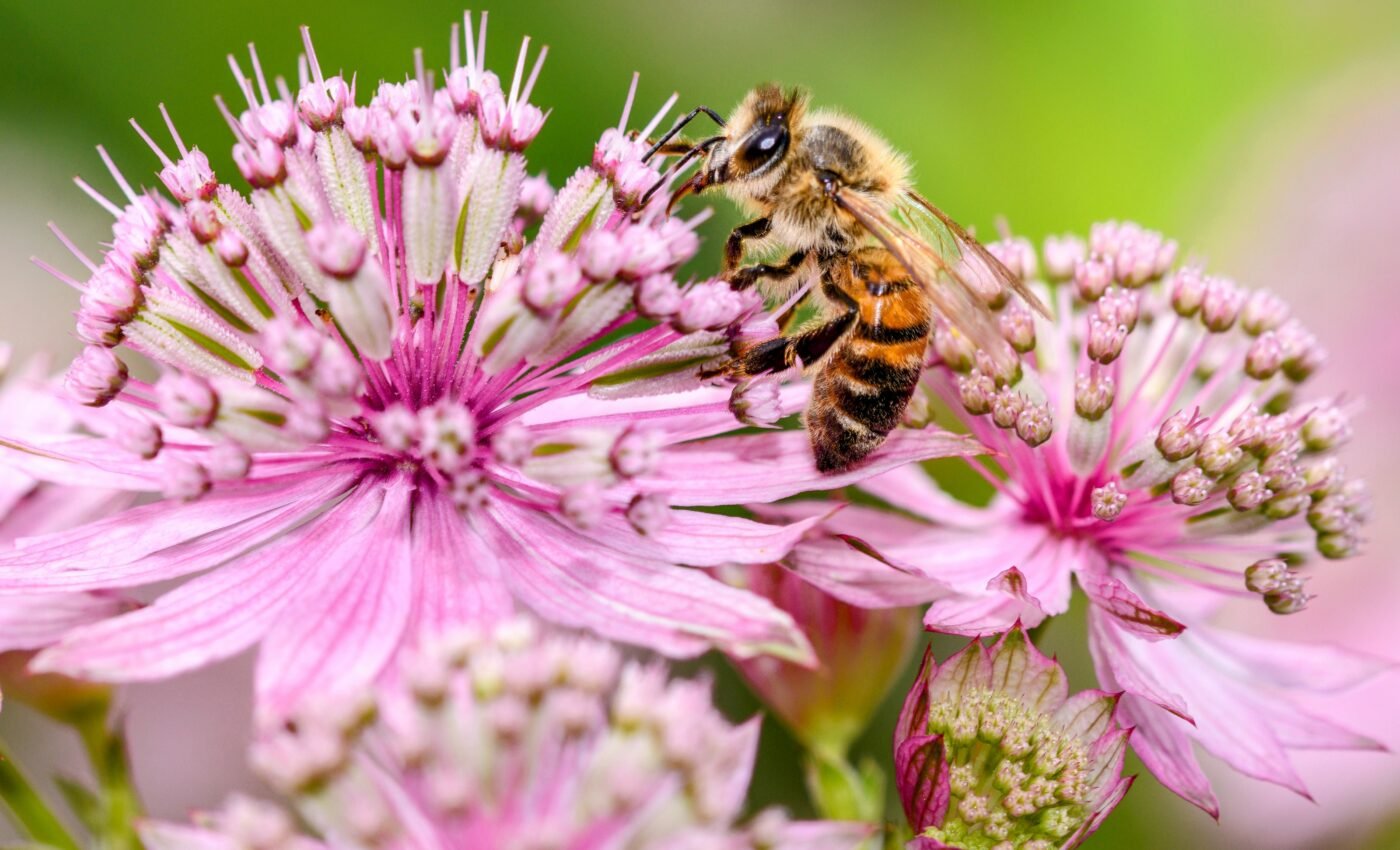 Bee diversity is critical to ecosystems