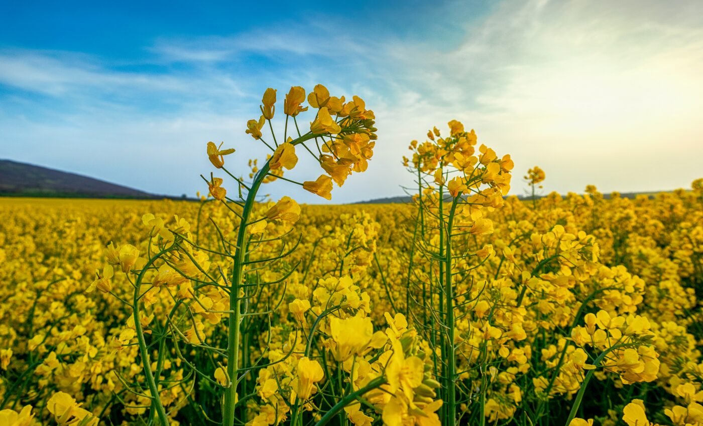 Warmer winters lead to lower crop yields