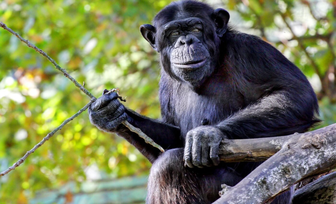 Did early hominins use stone tools like chimpanzees do today?
