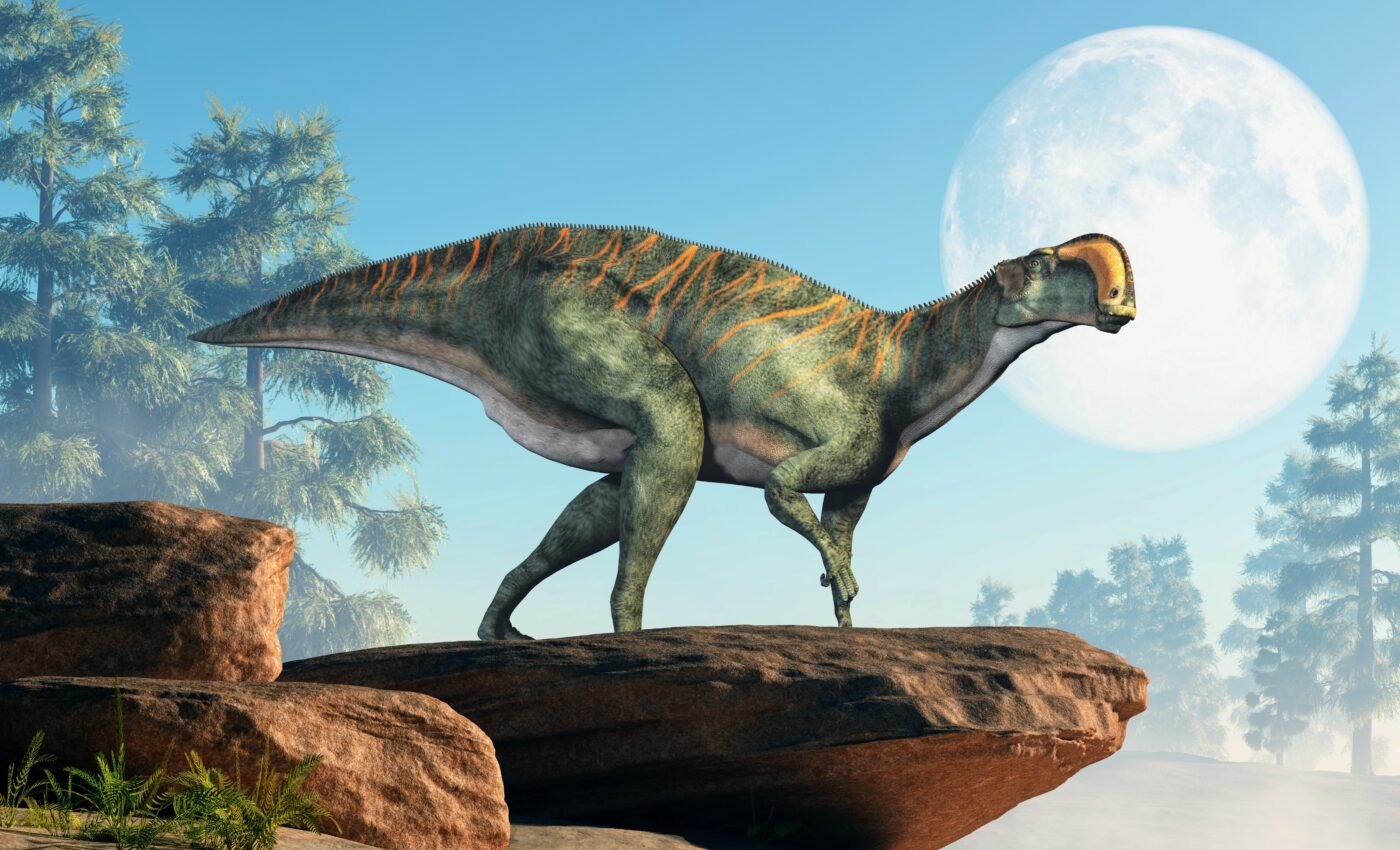 How did bird-hipped dinosaurs evolve?