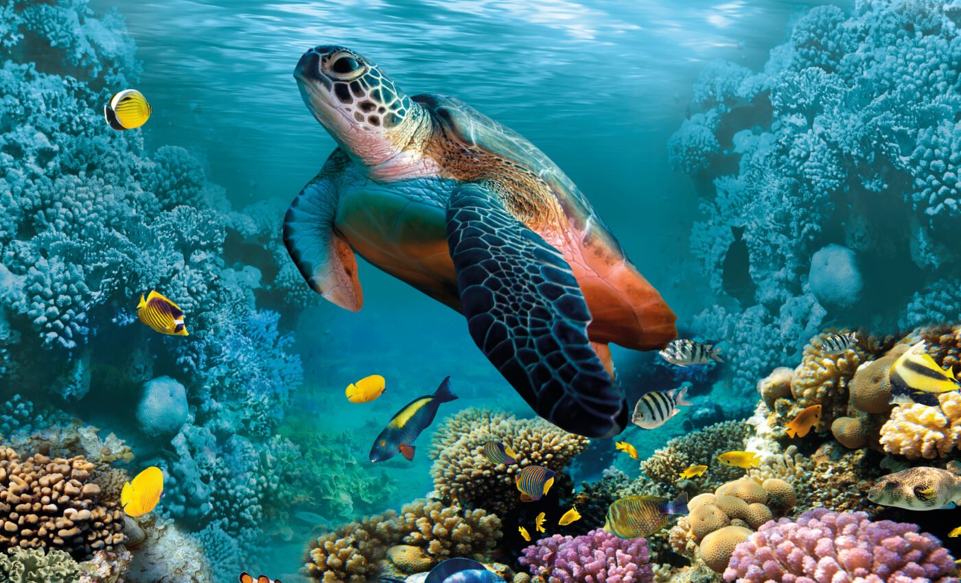 Coral reefs can survive, if given the chance to evolve